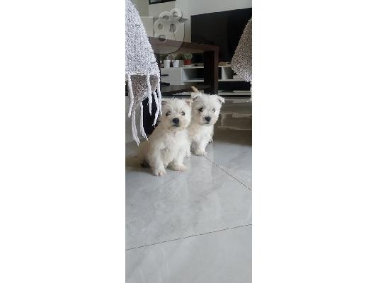 PoulaTo: Αξιολάτρευτη γυναίκα Westie